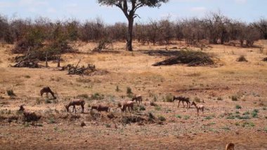 Güney Afrika 'daki Kgalagadi sınır ötesi parkında nehir manzaralı bir grup Hartebeest Bovidae familyasından Specie Alcelaphus buselaphus