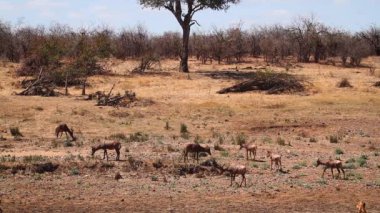 Güney Afrika 'daki Kgalagadi sınır ötesi parkında nehir manzaralı bir grup Hartebeest Bovidae familyasından Specie Alcelaphus buselaphus