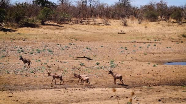 南アフリカのKgalagadi国境公園の川岸の風景の中で最もハーテベストのグループ BovidaeのAlcelaphus Buselaphus族の種 — ストック動画