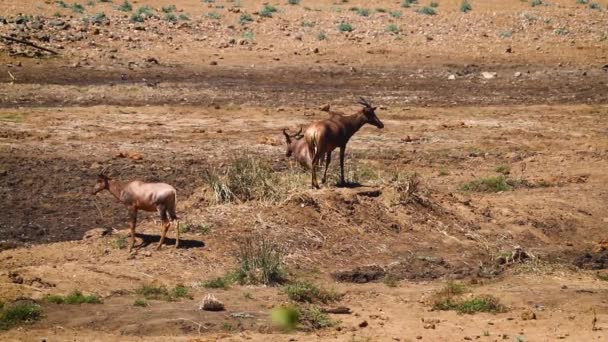 南アフリカのKgalagadi国境公園の乾燥した川岸で3つのハーテベスト 種Alcelaphus Buselaphus科の家族 — ストック動画