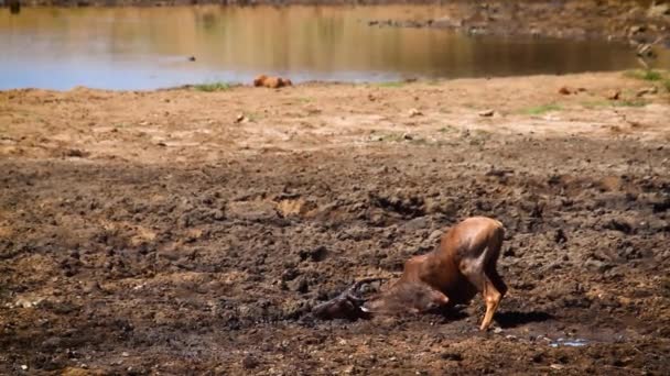 Hartebeest Mud Bathing Grooming Riverbank Kgalagadi Transfrontier Park South Africa — Vídeos de Stock