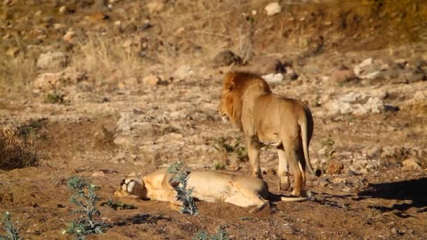 在南非克鲁格国家公园 一对非洲狮子在黎明时分交配 Felidae的Panthera Leo一家 — 图库视频影像
