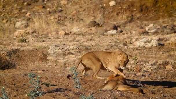 Afrikanisches Löwenpaar Paart Sich Morgengrauen Kruger Nationalpark Südafrika Familie Panthera — Stockvideo