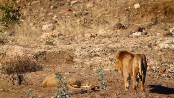 在南非克鲁格国家公园 一对非洲狮子在黎明交配后交配 Felidae的Panthera Leo一家 — 图库视频影像