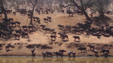 Güney Afrika 'daki Kruger Ulusal Parkı' nda nehir kıyısındaki Afrika manda sürüsü Bovidae 'nin Specie Syncerus caffer ailesi