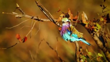 Güney Afrika 'daki Kruger Ulusal Parkı' nda şafak vakti terbiye edilen leylak göğüslü paten; Specie Coracias Coraciidae familyasından uyarıda bulundu.
