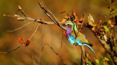 Güney Afrika 'daki Kruger Ulusal Parkı' nda şafak vakti terbiye edilen leylak göğüslü paten; Specie Coracias Coraciidae familyasından uyarıda bulundu.