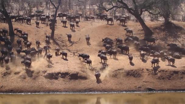 Αφρικανική Αγέλη Βουβαλιών Στην Όχθη Του Ποταμού Στο Εθνικό Πάρκο — Αρχείο Βίντεο