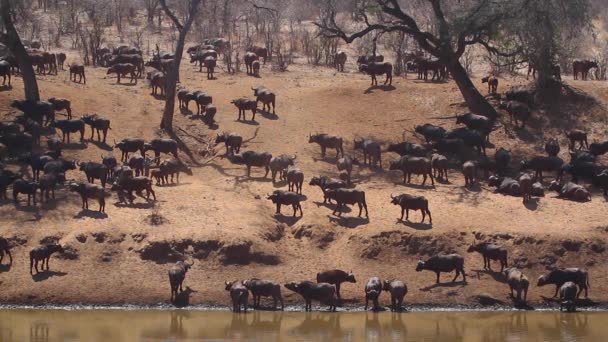 南アフリカのクルーガー国立公園の川岸にあるアフリカの水牛の群れ 種Syncerus Caffer Family Bovidae — ストック動画