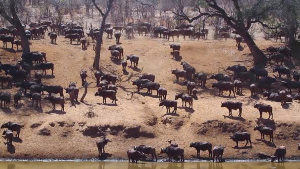 African Buffalo Herd Riverbank Kruger National Park South Africa Specie — Video Stock