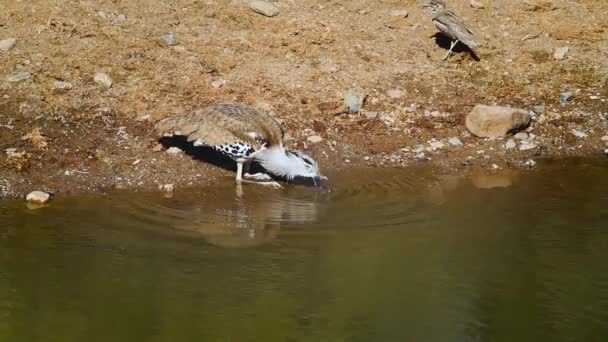 南非克鲁格国家公园的Kori Bustard Drinking River Kruger National Park Specie Ardeotis Kori — 图库视频影像