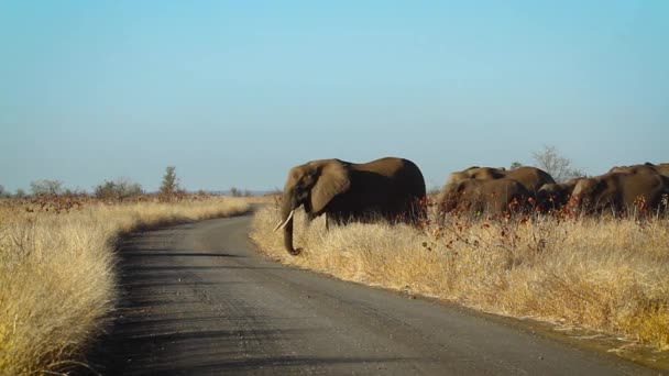 Африканський Буш Стадо Слонів Перетинає Сафарі Гравій Дорозі Національному Парку — стокове відео