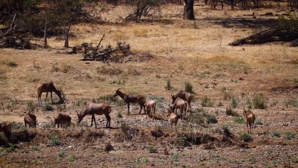 Group Hartebeest Riverbank Scenery Kgalagadi Transfrontier Park South Africa Specie — 비디오