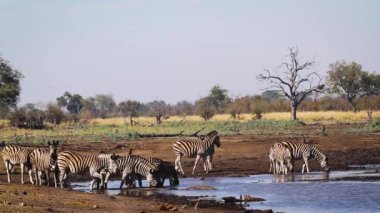 Güney Afrika 'daki Kruger Ulusal Parkı' ndaki su birikintisinde içen bir grup zebra; Equidae ailesinden Specie Equus quagga burchellii