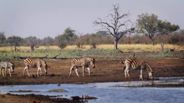 Güney Afrika 'daki Kruger Ulusal Parkı' ndaki su birikintisinde içen bir grup zebra; Equidae ailesinden Specie Equus quagga burchellii