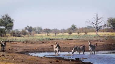 Güney Afrika 'daki Kruger Ulusal Parkı' ndaki su birikintisinde içen bir grup zebra; Equidae ailesinden Specie Equus quagga burchellii
