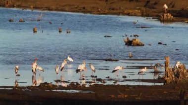 Güney Afrika 'daki Kruger Ulusal Parkı' ndaki nehir kıyısında sarı gagalı leylek sürüsü; Ciconiidae familyasından Specie Mycteria ibis