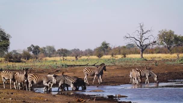 Gruppe Von Plains Zebras Trinkt Wasserloch Kruger Nationalpark Südafrika Equus — Stockvideo