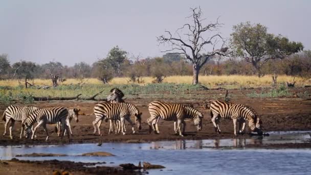 Group Plains Zebras Drinking Waterhole Kruger National Park South Africa — Vídeos de Stock