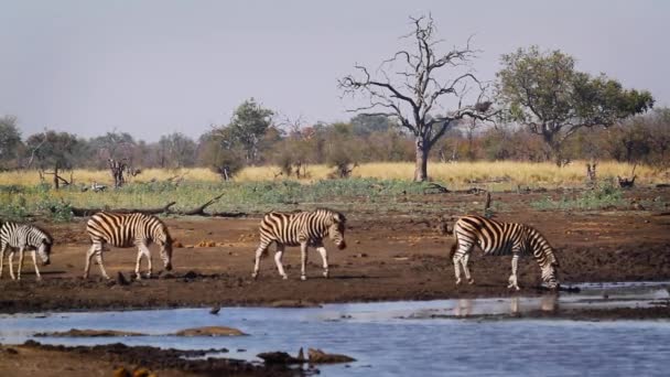 Group Plains Zebras Drinking Waterhole Kruger National Park South Africa — Stock Video