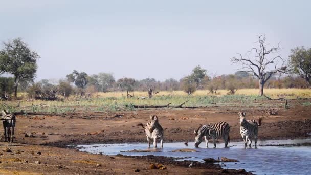 Gruppe Von Plains Zebras Trinkt Wasserloch Kruger Nationalpark Südafrika Equus — Stockvideo