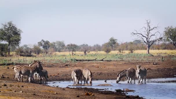 南アフリカのクルーガー国立公園のウォーターホールで飲む平原ゼブラスのグループ Equidaeの種Equus Quagga Burchelli家族 — ストック動画