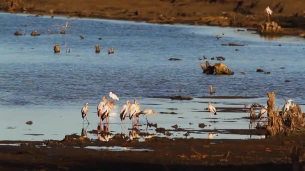 南非克鲁格国家公园河岸的黄嘴鹤群 Ciconiidae的毛虫科 — 图库视频影像