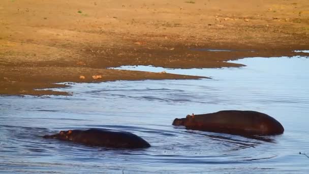 Hippopotamus Прокат Воді Національному Парку Крюгер Пар Вид Hippopotamus Amphibius — стокове відео