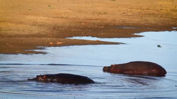 Vízben Hömpölygő Hippopotamus Dél Afrikai Kruger Nemzeti Parkban Specie Hippopotamus — Stock videók