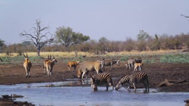 Güney Afrika 'daki Kruger Ulusal Parkı' ndaki su birikintisinde su içen sıradan zebralar ve ovalar Bovidae familyasından Specie Taurotragus antilobu.