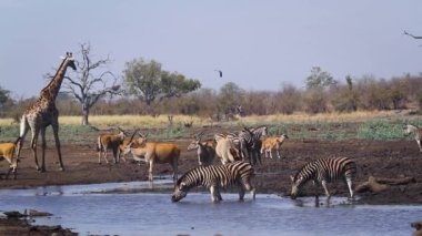 Güney Afrika Kruger Ulusal Parkı 'ndaki su birikintisinde zürafa, zebra ve antiloplar.