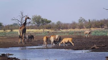 Güney Afrika Kruger Ulusal Parkı 'ndaki su birikintisinde zürafa, zebra ve antiloplar.