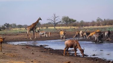 Güney Afrika Kruger Ulusal Parkı 'ndaki su birikintisinde zürafa, zebra ve antiloplar.
