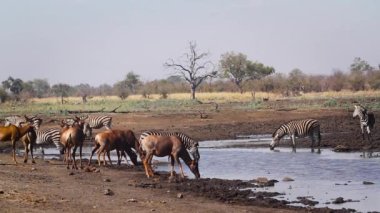 Güney Afrika 'daki Kruger Ulusal Parkı' ndaki su birikintisinde içen bir grup antilop ve zebra; Specie Alcelaphus buselaphus ve Equus quagga burchellii