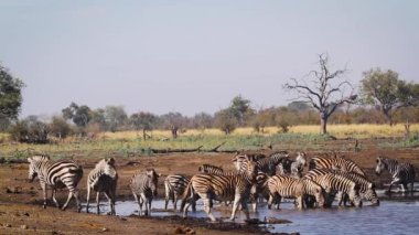 Güney Afrika 'daki Kruger Ulusal Parkı' ndaki su birikintisinde içen bir grup zebra; Equidae ailesinden Specie Equus quagga burchellii