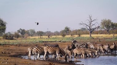 Güney Afrika 'daki Kruger Ulusal Parkı' ndaki su birikintisinde içen bir grup zebra; Equidae ailesinden Specie Equus quagga burchellii