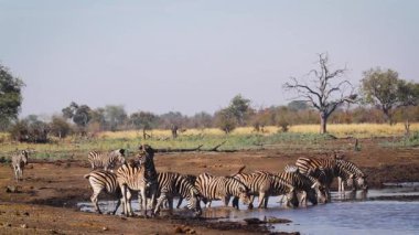 Güney Afrika 'daki Kruger Ulusal Parkı' ndaki su birikintisinde içen bir grup zebra; Equidae ailesinden Specie Equus quagga burchellii