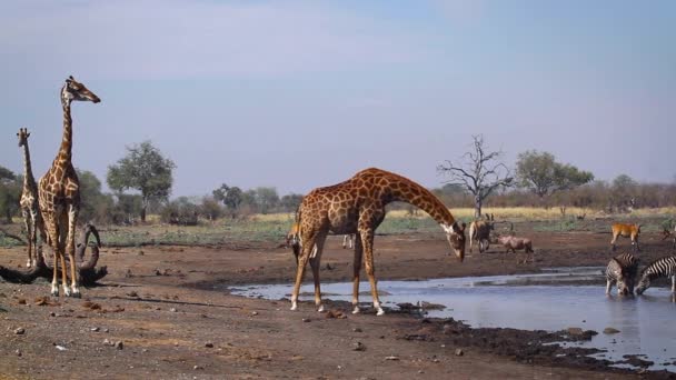 Tre Giraffer Vid Vattenhål Kruger Nationalpark Sydafrika Art Giraffa Camelopardalis — Stockvideo