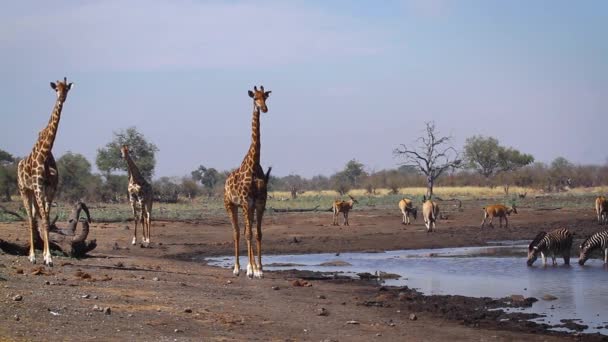 Three Giraffes Waterhole Kruger National Park South Africa Specie Giraffa — Vídeo de Stock