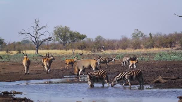 Gewone Land Vlaktes Zebra Drinken Bij Waterput Kruger National Park — Stockvideo