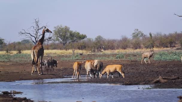 南非克鲁格国家公园水孔处的长颈鹿 斑马和羚羊 — 图库视频影像