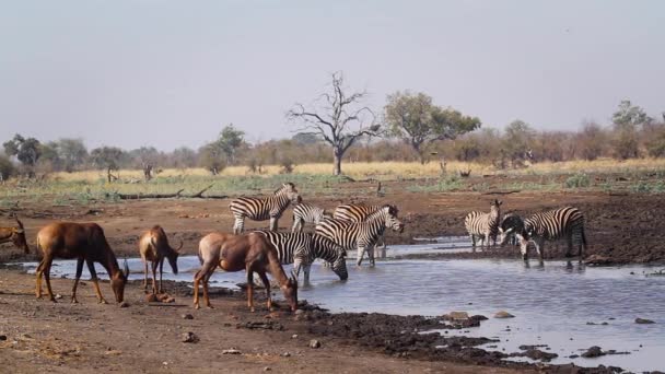 在南非克鲁格国家公园的水坑里喝水的羚羊和平原斑马群 非洲斑马科斑马科斑马科斑马科斑马和马库斯斑马科斑马科斑马科斑马 — 图库视频影像