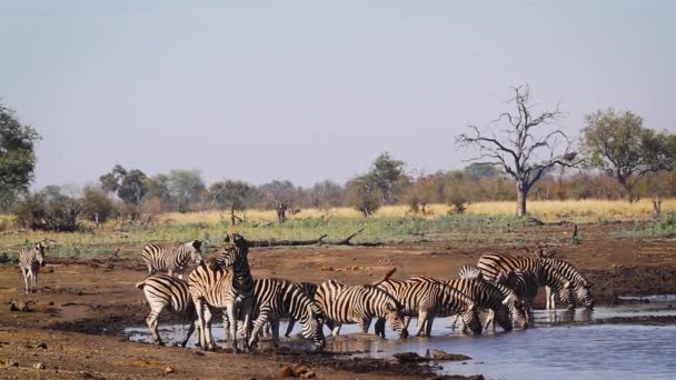Ομάδα Plains Zebras Που Πίνουν Νερότρυπα Στο Εθνικό Πάρκο Kruger — Αρχείο Βίντεο