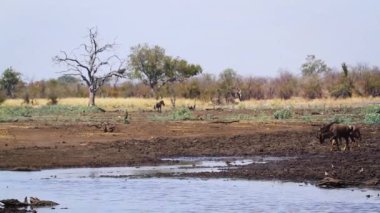 Güney Afrika 'daki Kruger Ulusal Parkı' ndaki su birikintisine koşan Mavi Antilop, Bovidae ailesinden Specie Connochaetes Taurinus.