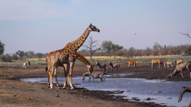 Güney Afrika 'daki Kruger Ulusal Parkı' ndaki su birikintisinde iki zürafa; Giraffidae ailesinden Tür Giraffa camelopardalis.