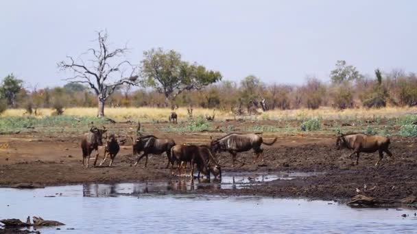Blå Gnuer Hjord Som Rinner Till Vattenhål Kruger Nationalpark Sydafrika — Stockvideo