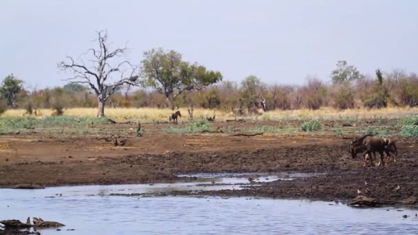 Unga Blå Gnuer Som Springer Till Vattenhål Kruger Nationalpark Sydafrika — Stockvideo