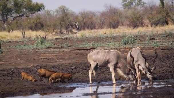 Två Större Kudu Hane Dricka Vid Vattenhål Och Vårtsvin Familj — Stockvideo