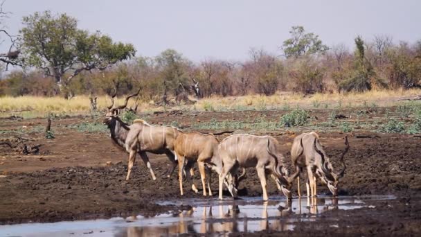 Four Greater Kudu Male Long Horn Drinking Waterhole Kruger National — Vídeo de Stock