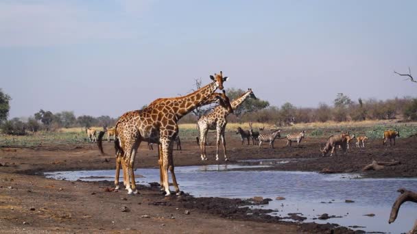 南アフリカのクルーガー国立公園のウォーターホールにある3つのキリン Giraffa Camelopardalisの種 — ストック動画
